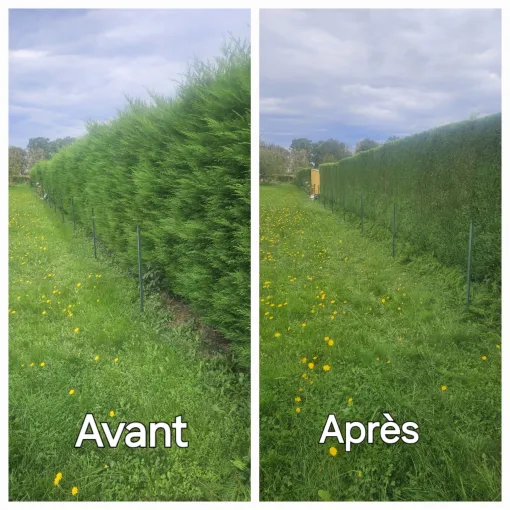 Taille de haie pour les professionnels et les entreprises à Lannemezan, Lannemezan, MSEC PRO