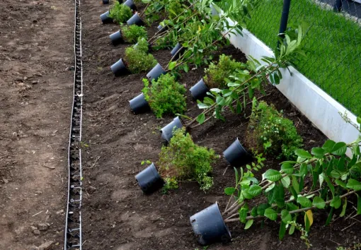 Plantation d'arbustes à Tarbes : créer des haies et massifs équilibrés, Lannemezan, MSEC PRO