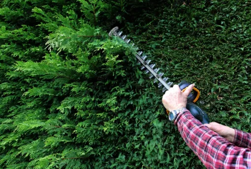 Entretien des haies à Lannemezan pour entreprise après plantation, Lannemezan, MSEC PRO