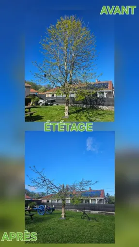 Entreprise d'étêtage d'arbres à Lannemezan, Lannemezan, MSEC PRO