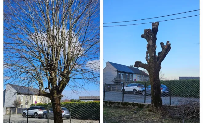 🌳 Élagage d’arbres à Lannemezan en 2026 : pourquoi cette pratique devient indispensable face aux nouveaux défis climatiques ?, Lannemezan, MSEC PRO